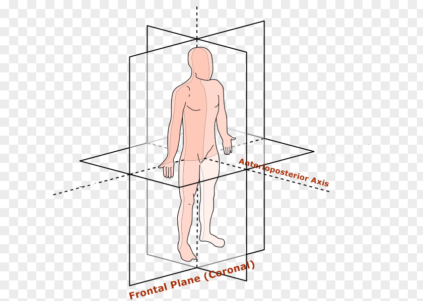 Plane Finger Anatomical Terms Of Motion Hip Anatomy Coronal PNG