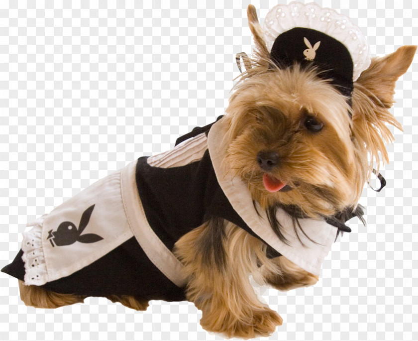 Puppy Yorkshire Terrier Clothing Tierbekleidung Costume PNG
