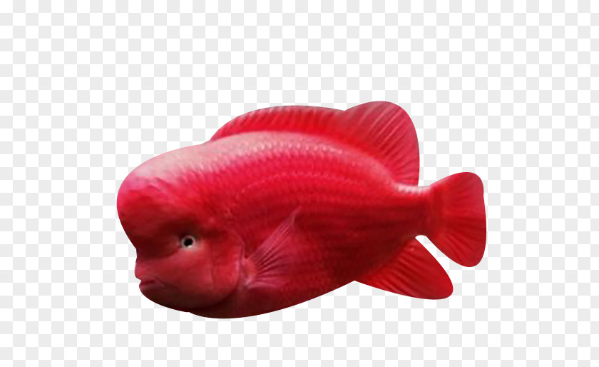 Red Ocean Fish Biology PNG