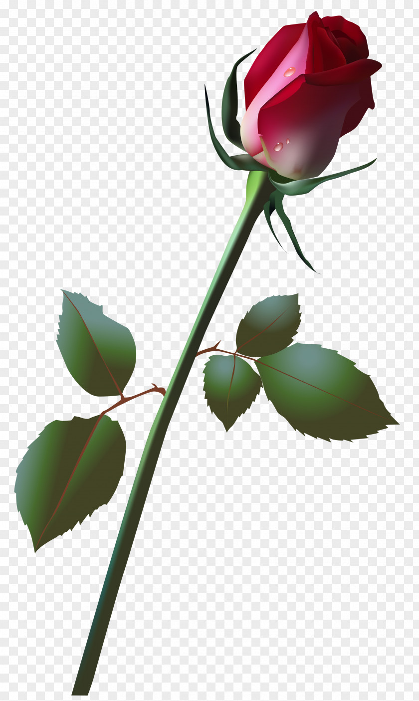 Beautiful Rose Bud Clip Art Image PNG