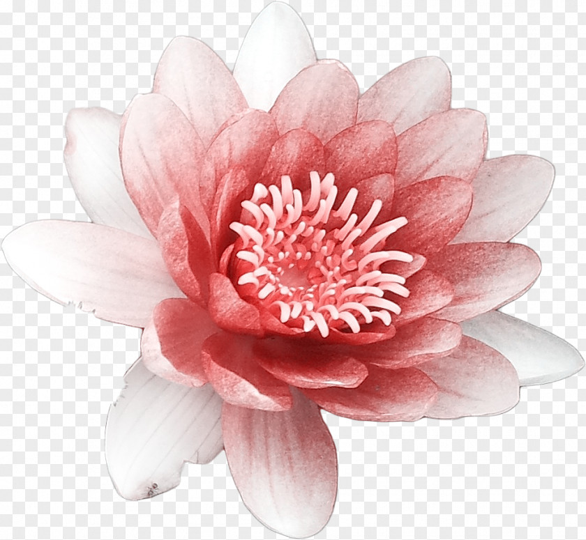 Burning Bright Lotus Download Flower Nelumbo Nucifera PNG