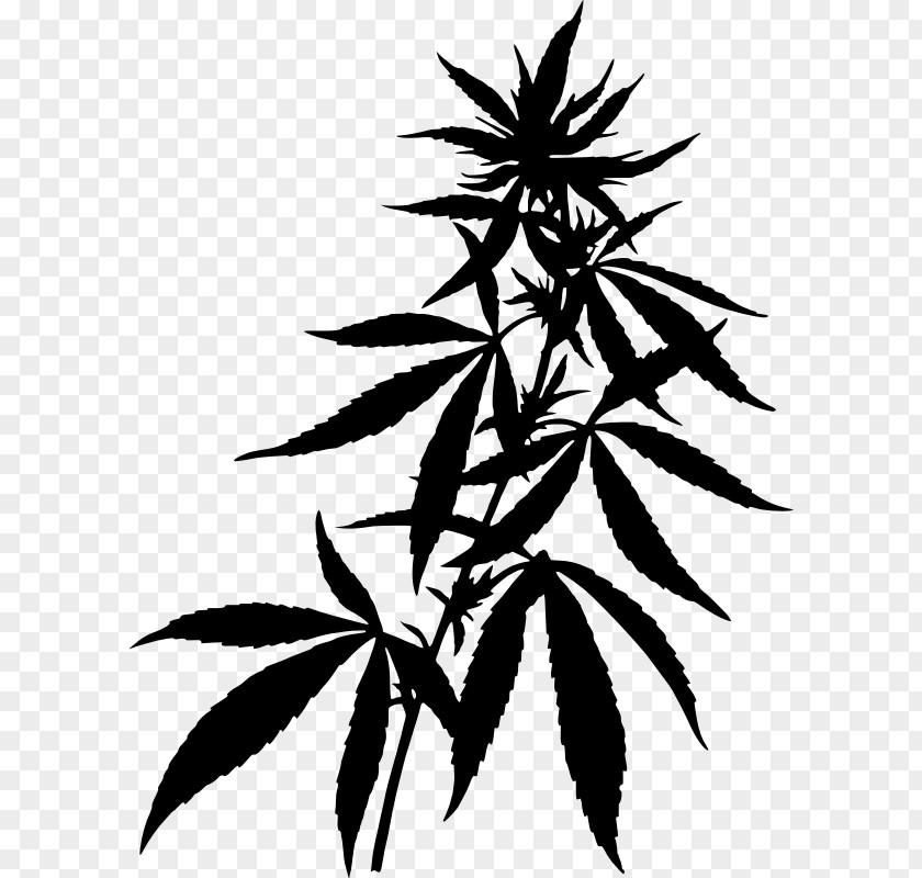 Cannabis Drawing Hemp Clip Art PNG