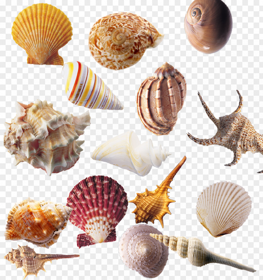 Conch Seashell Sea Snail Shellfish Download PNG