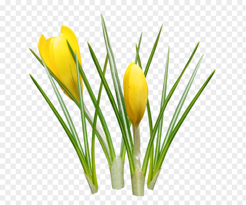 Crocus Yellow Clip Art PNG