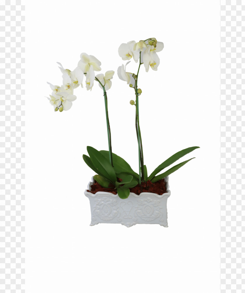 Flower Moth Orchids Plant Floral Design PNG