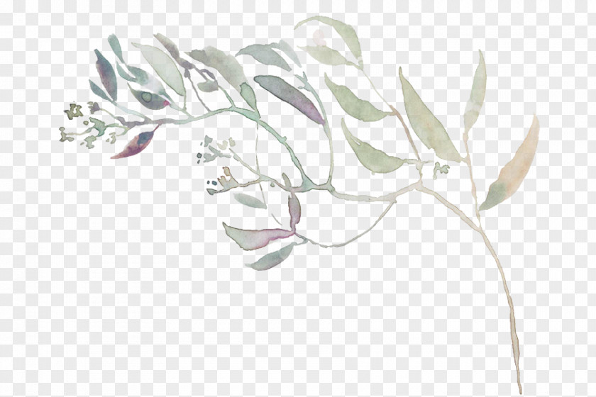 Herbaceous Plant Line Art White Leaf Flower Drawing PNG