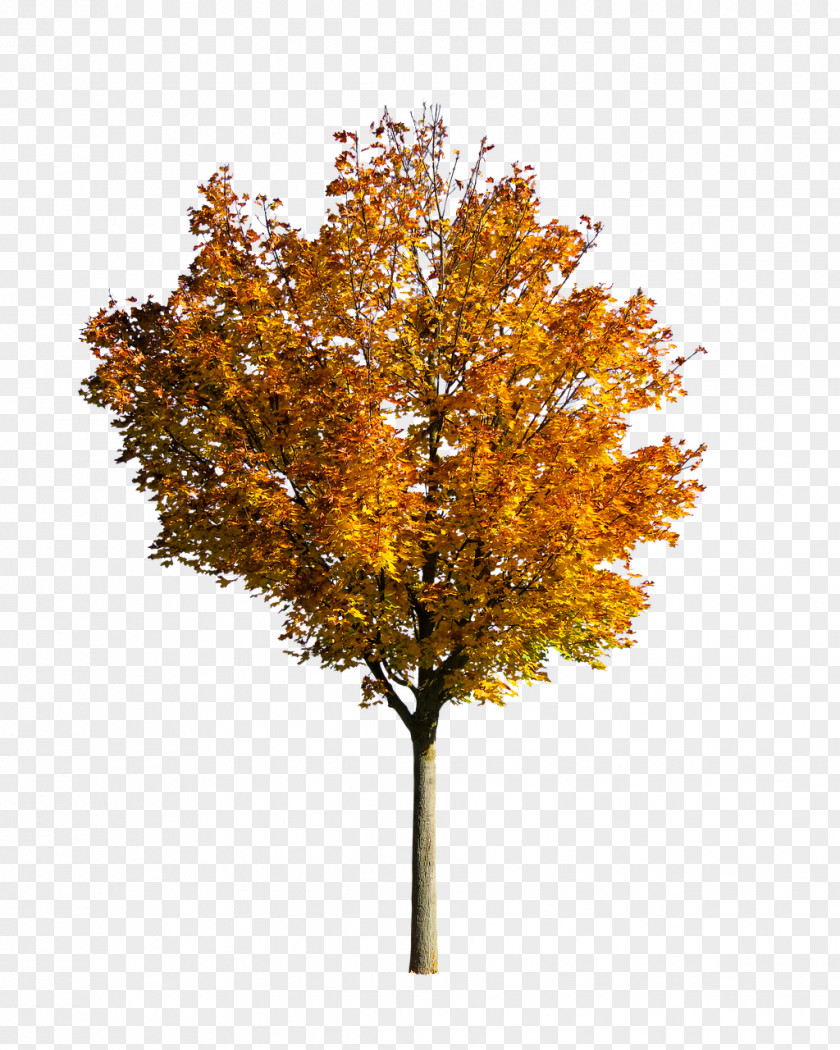 Plant Stem Oak Tree Leaf PNG