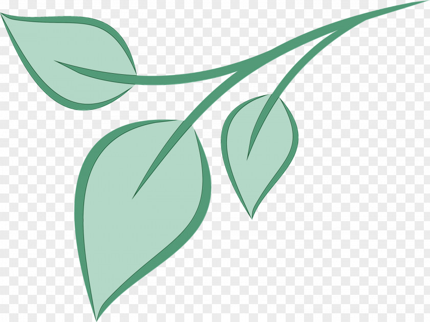 Plant Stem Petal Leaf Branch Green PNG