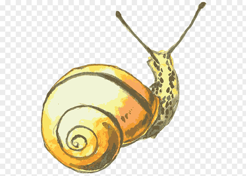 Snail Drawing Watercolor Painting PNG