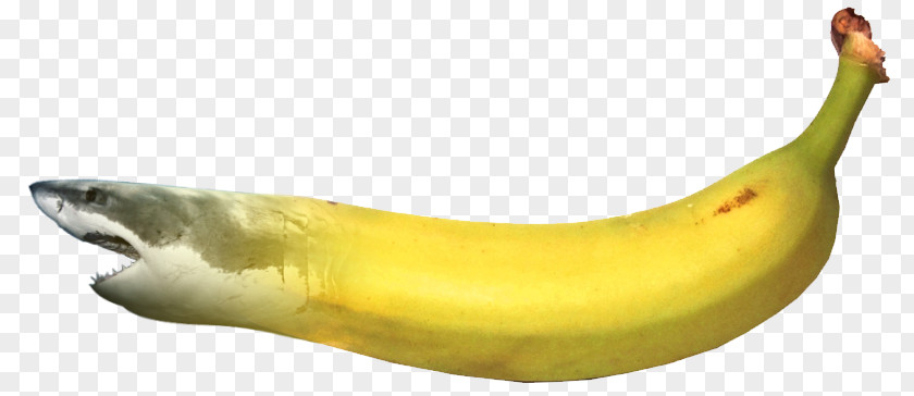 Banana Tree Shark PNG