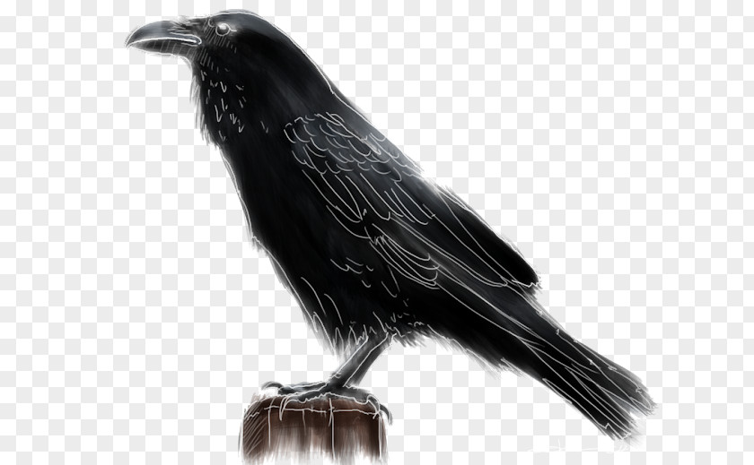Bird American Crow Rook New Caledonian Common Raven PNG