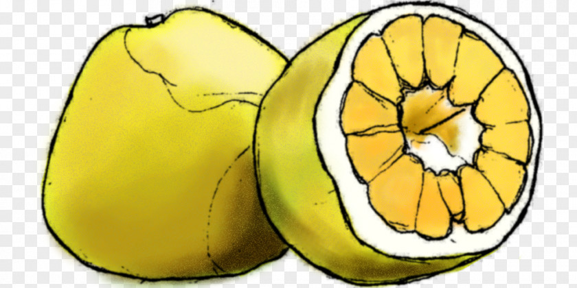 Delicious Fruit Lemon Ugli Cucurbita Bright Young Eyes PNG