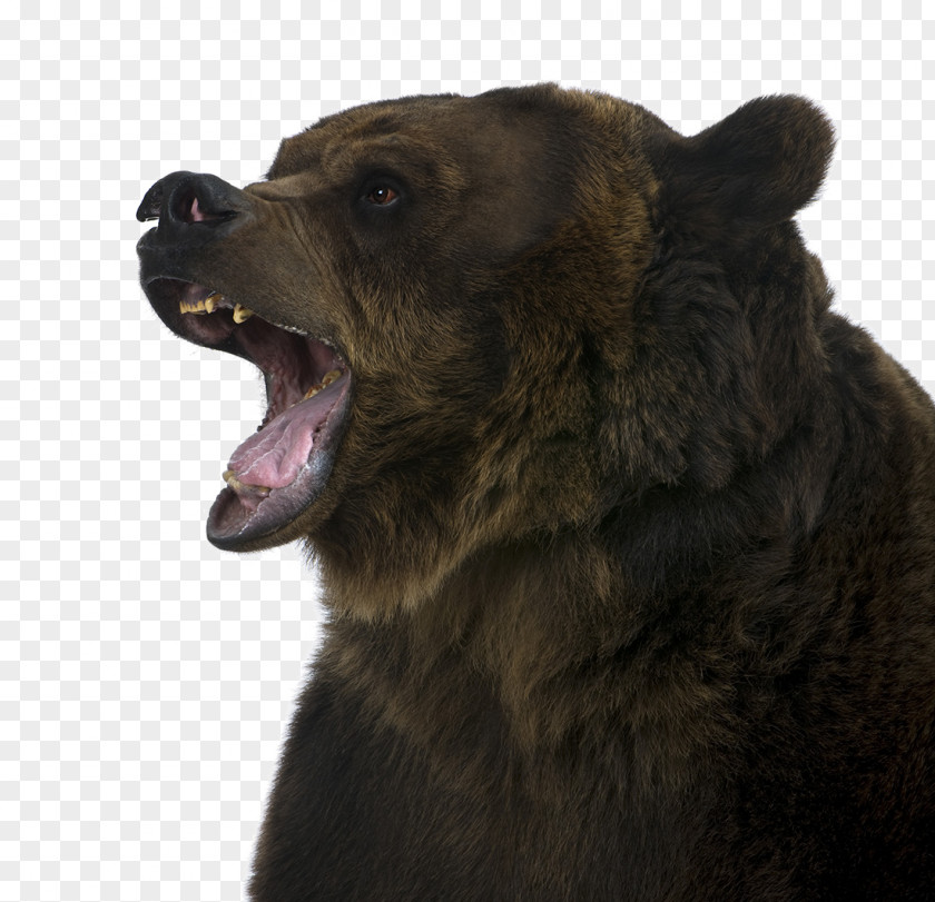 Roaring Brown Bear Grizzly McNeil River Stock Photography PNG