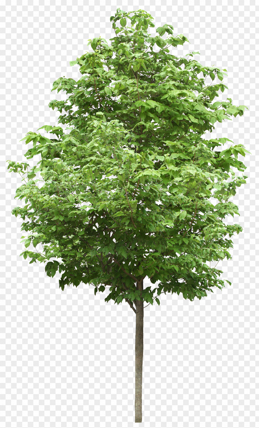 Tree Clip Art Birch Image PNG