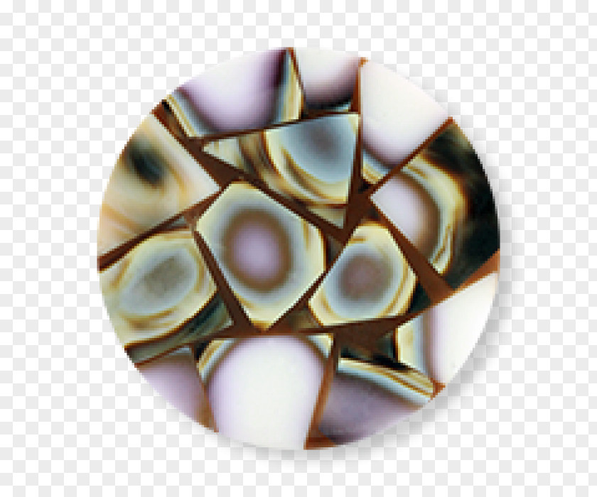 Coin Praline PNG