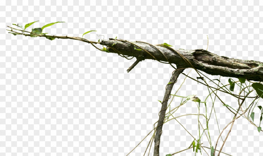 Creepy Vine Desktop Wallpaper Clip Art PNG