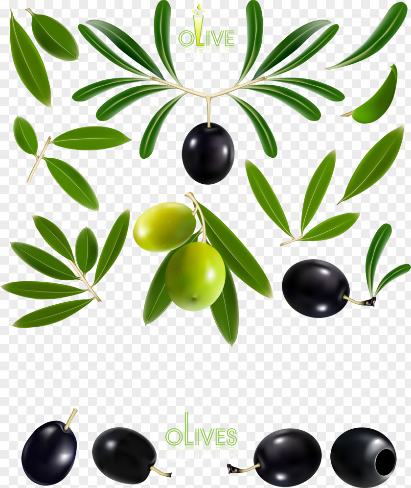 Fine Olive And Design Oil Branch PNG