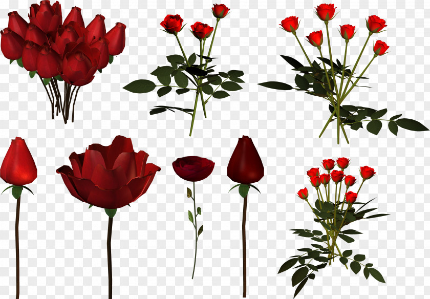 Garden Roses Tulip Cut Flowers Floral Design PNG