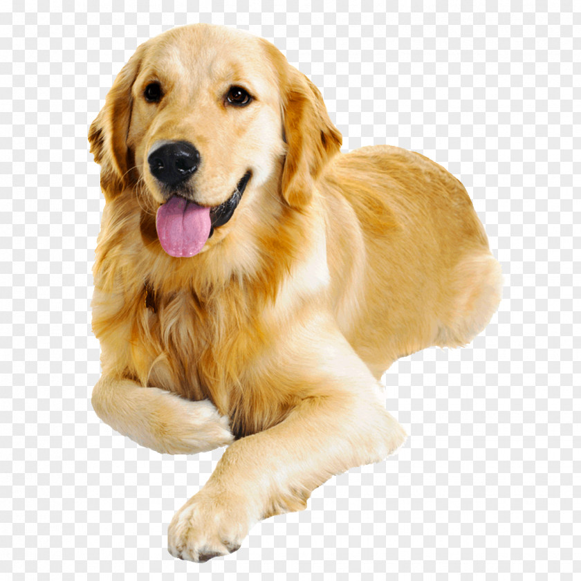 Golden Retriever Dog Food Puppy Cat Health PNG
