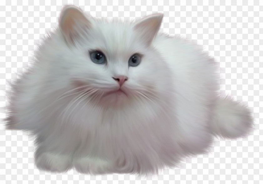 Kitten Persian Cat PNG