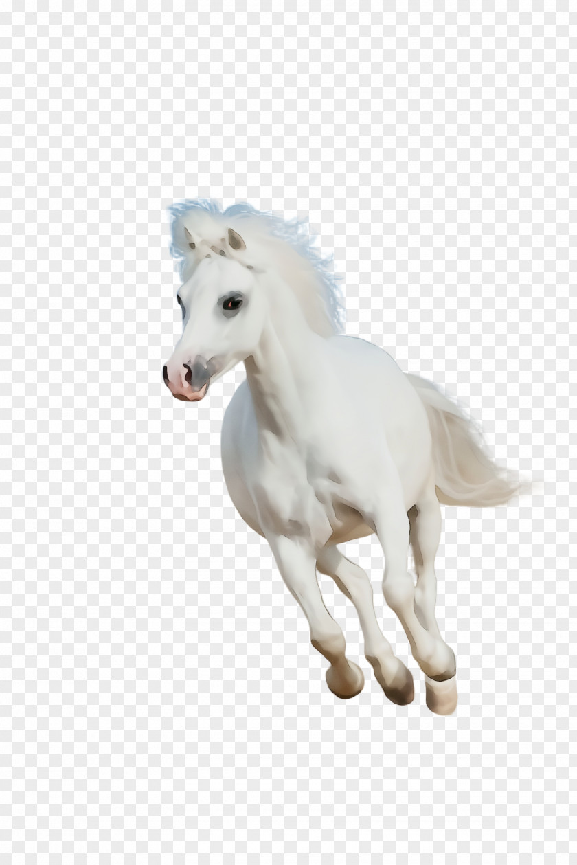 Mustang Horse Mythical Creature Unicorn PNG