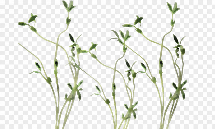 Elymus Repens Twig Plant Flower Grass Pedicel Family PNG