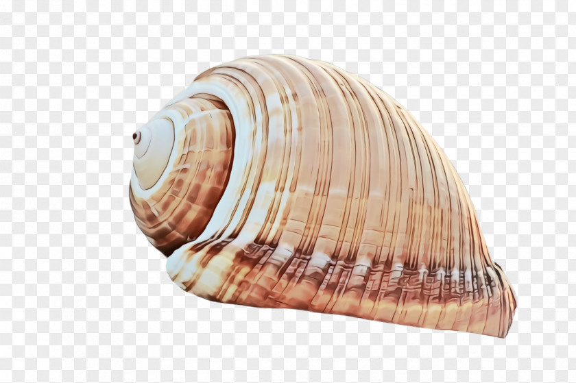 Shankha Clam Shell Conch Cockle Bivalve PNG