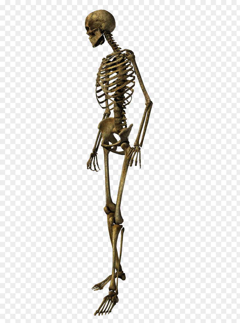 Skeleton Human Skull Bronze PNG