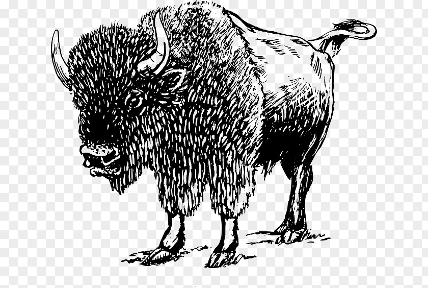 American Bison European White Buffalo Clip Art PNG