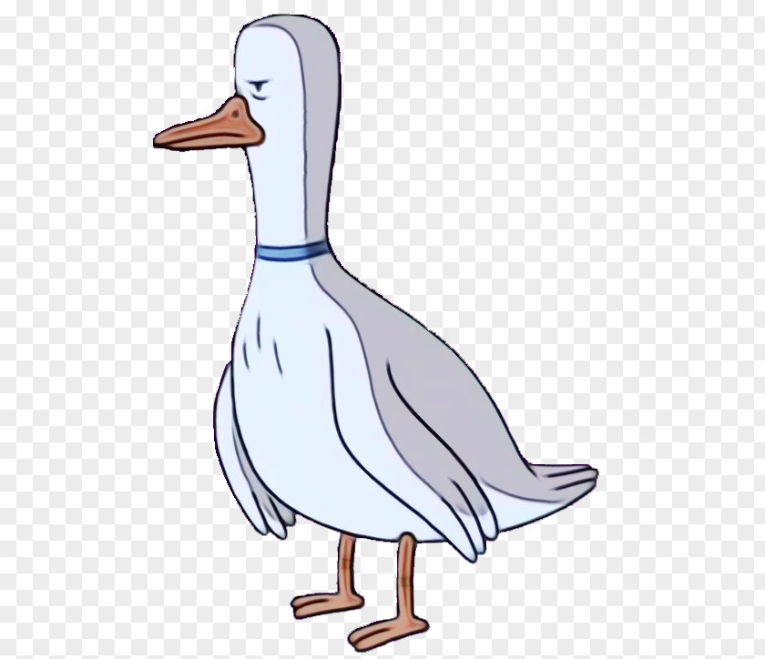 Cartoon Mallard Bird Duck Beak Water Ducks, Geese And Swans PNG