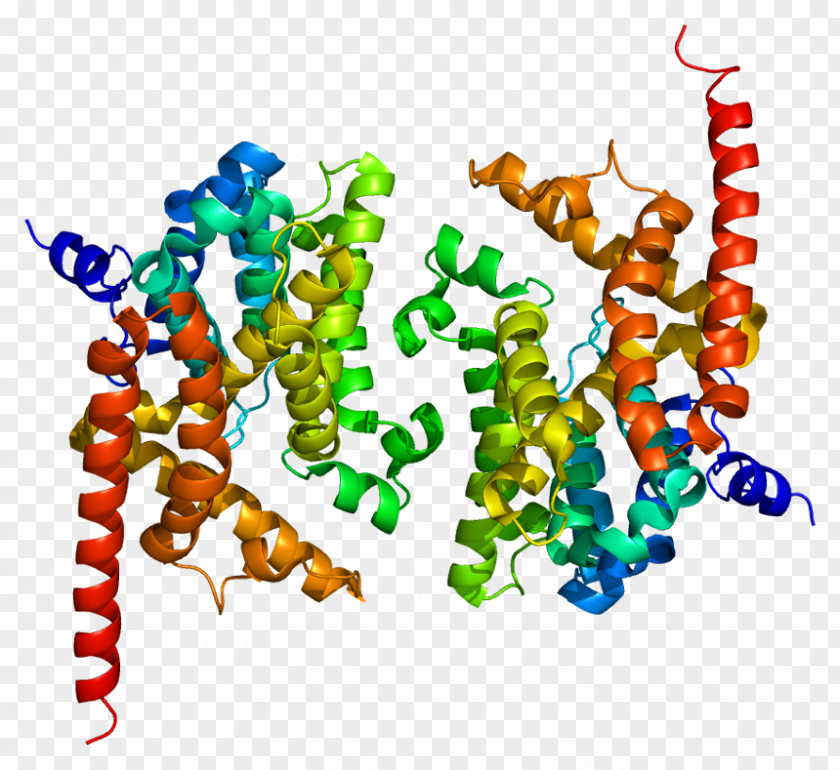 Heart CGMP-specific Phosphodiesterase Type 5 Cyclic Guanosine Monophosphate Nucleotide PDE9A PNG