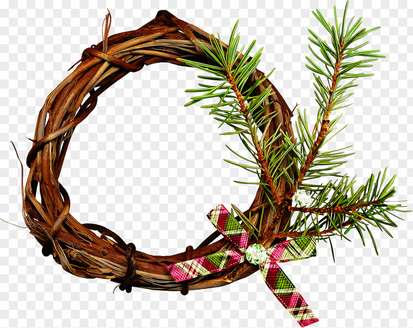 Conifer Pine Family Christmas Decoration PNG