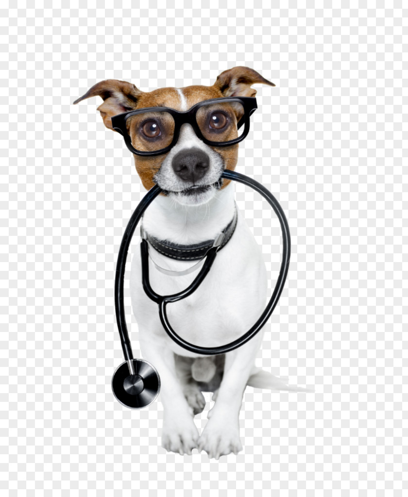 Dog Cat Pet Veterinarian Health PNG