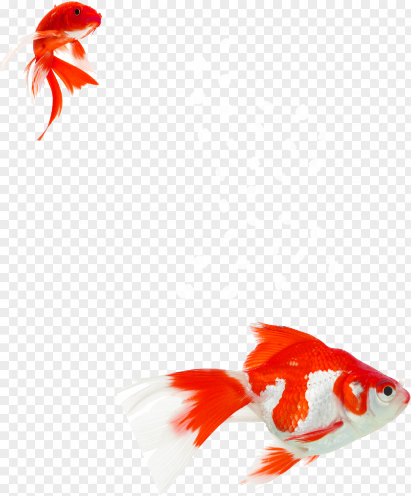 Acronym Silhouette Goldfish Aquarium Aquatic Plants Koi Water PNG