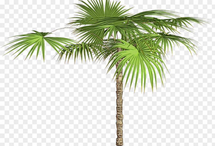 Asian Palmyra Palm Trees Coconut Babassu PNG