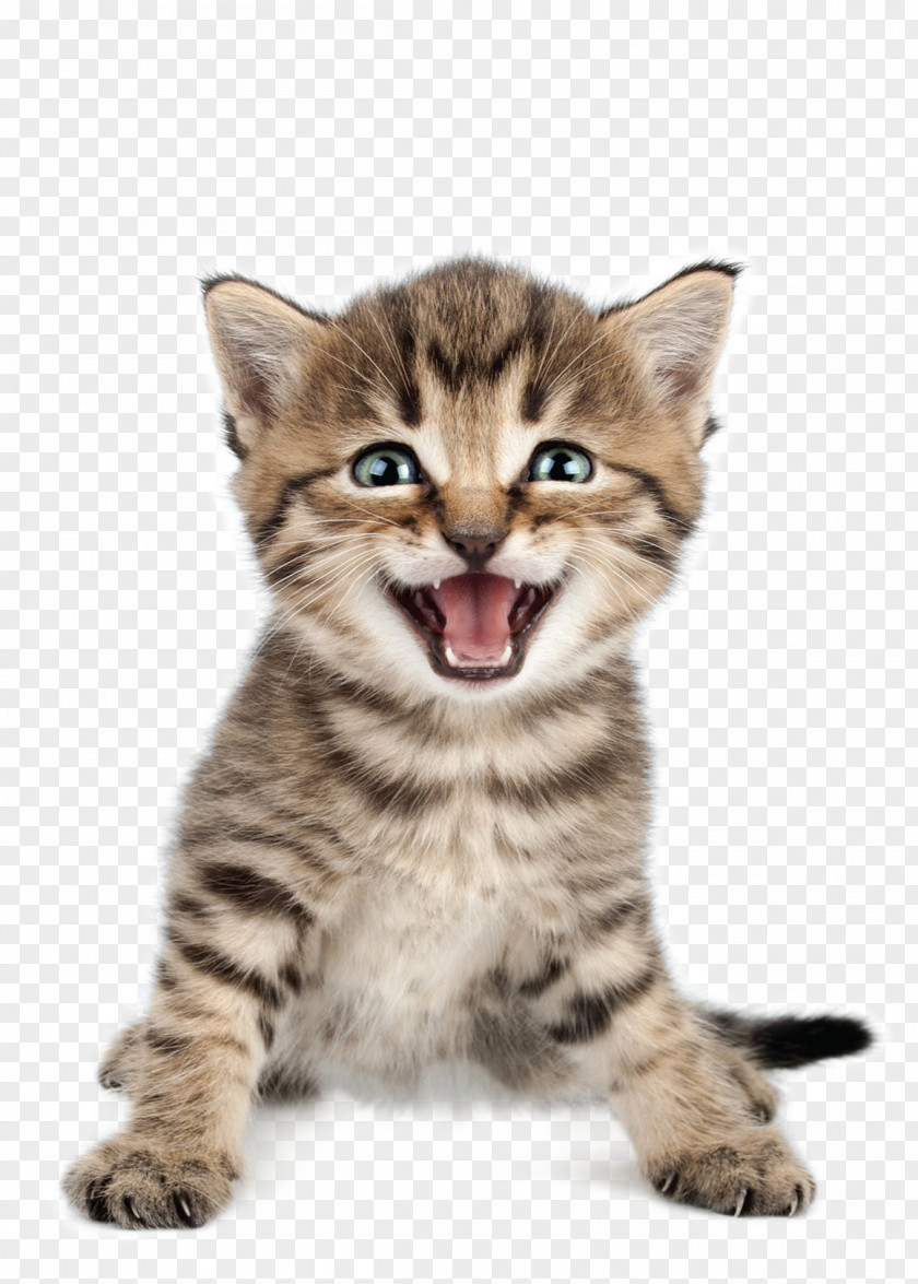 Cat Kitten Meow Purr Pet PNG