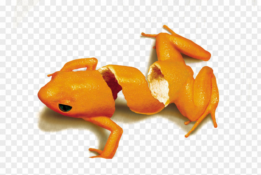 Creative Orange Frog Advertising Agency Printing Art Director Marketing PNG