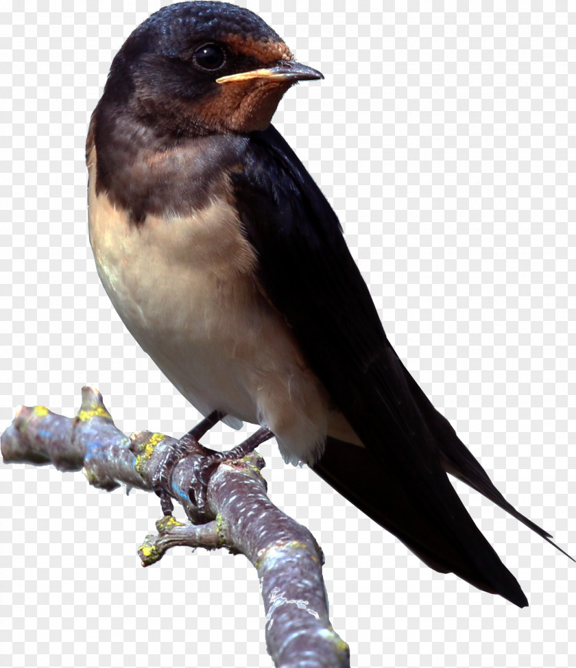 Flock Of Birds Bird Passerine Barn Swallow Parasite-stress Theory House Sparrow PNG