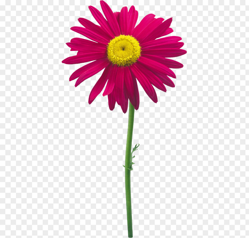 Flower Clip Art Download Cut Flowers Transvaal Daisy Petal PNG