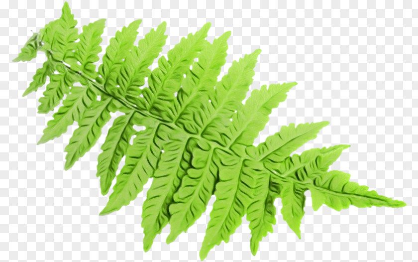 Herb Herbaceous Plant Fern PNG