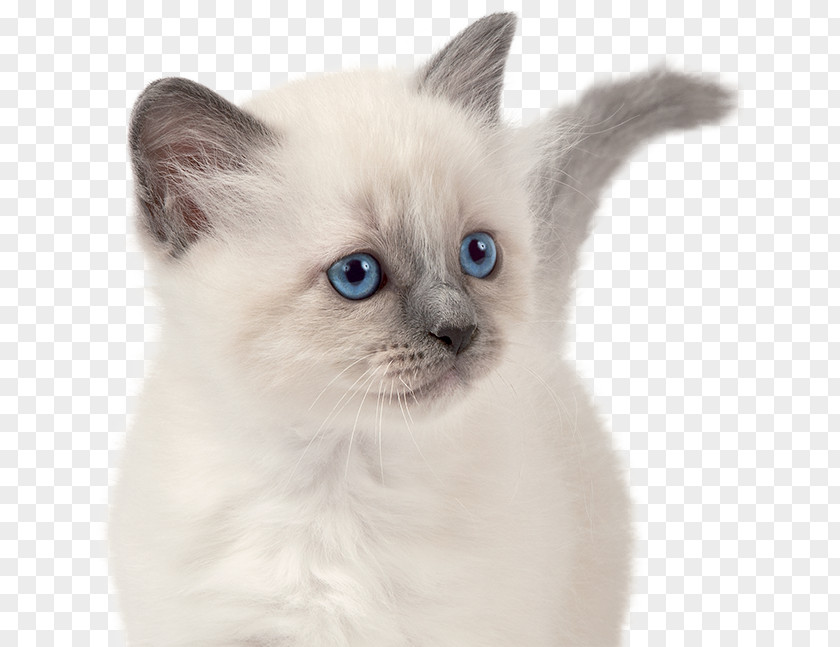 Kitten Siamese Cat Birman Thai Balinese PNG