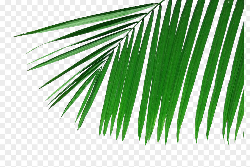 Palm Leaves Picture Material Arecaceae Branch Leaf Frond Wallpaper PNG