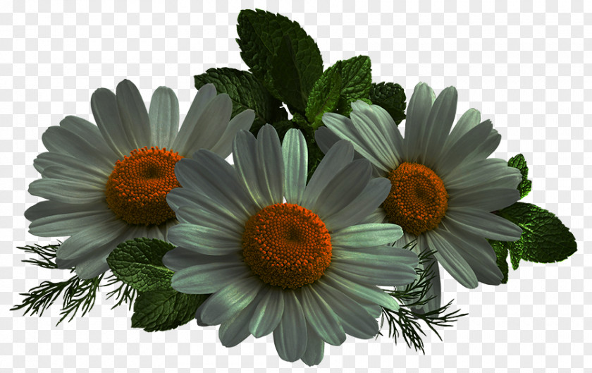 Papatya Common Daisy Cut Flowers Transvaal Oxeye Aster PNG