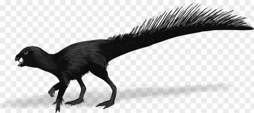 Poposaurus Heterodontosaurus Evolution Canidae History Future PNG