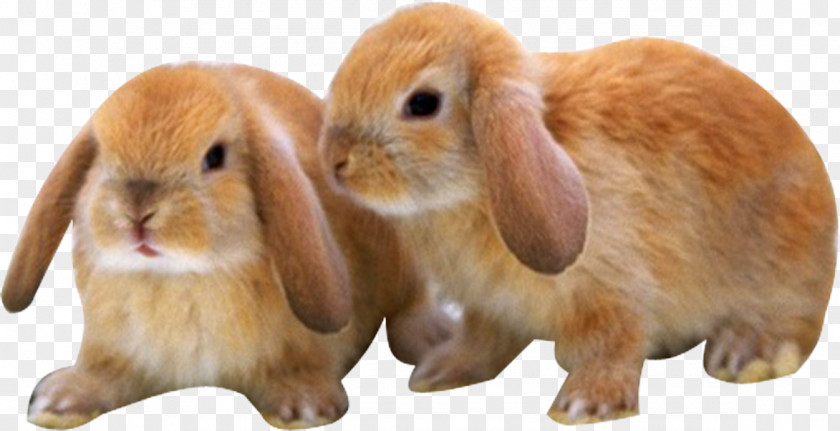 Two Yellow Bunny Mini Lop Dog Puppy Leporids Kitten PNG