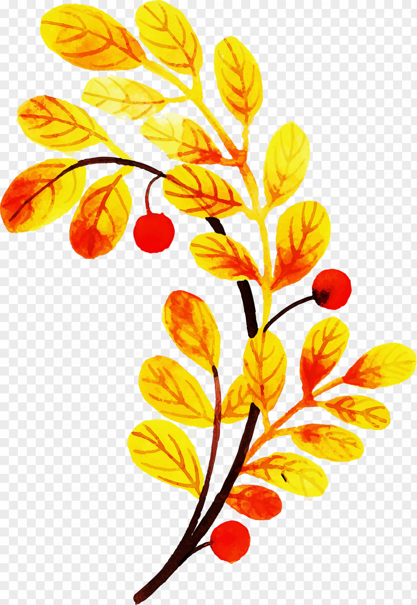 Autumn Leaf Colorful PNG