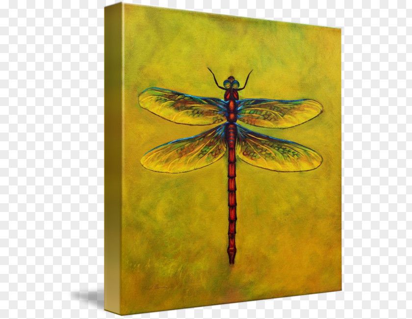 Dragonfly Insect Gallery Wrap Canvas Art PNG