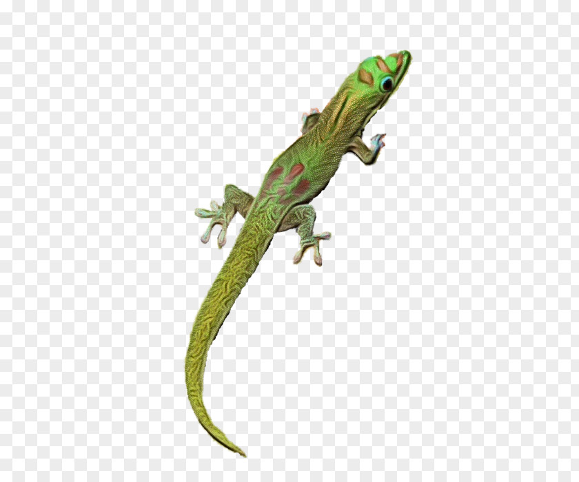 Iguana Iguania Green Wall PNG