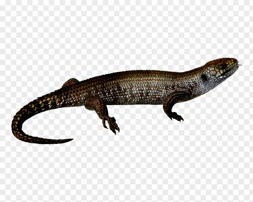 Newt Skink Gecko Terrestrial Animal Fauna PNG