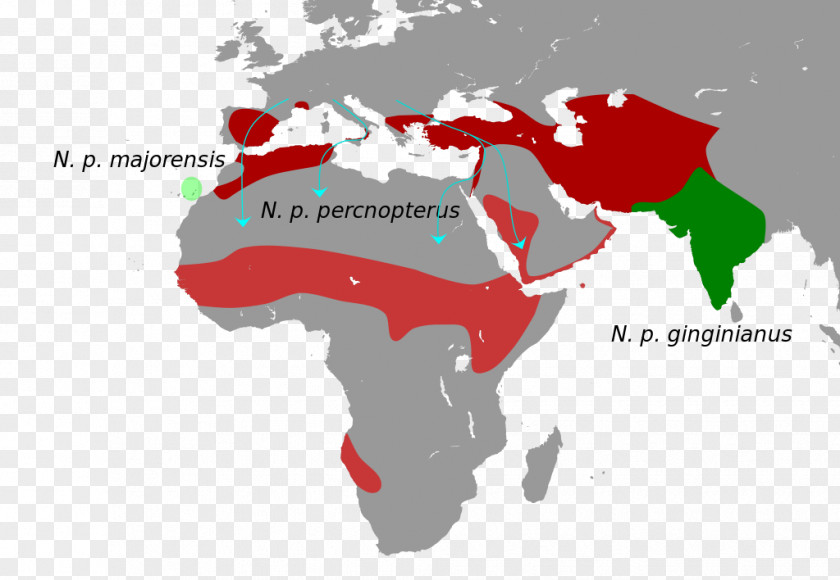 World Map Egyptian Vulture Trichocorixa Verticalis PNG